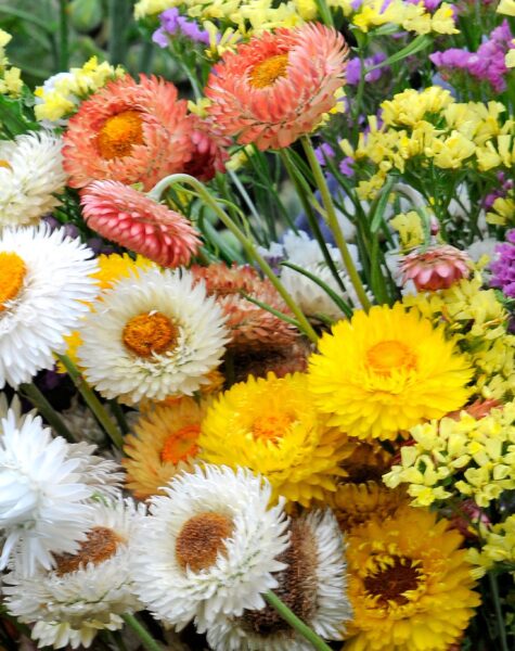 ACCAAVO flowers 03 ACCAAVO flowers 03