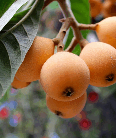 ACCAAVO fruits ACCAAVO fruits