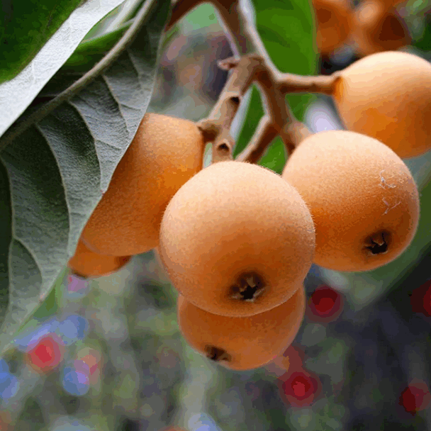 ACCAAVO fruits ACCAAVO fruits