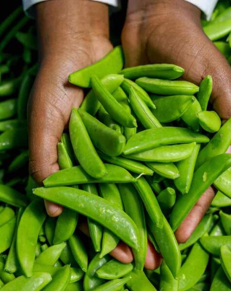 ACCAAVO peas ACCAAVO peas