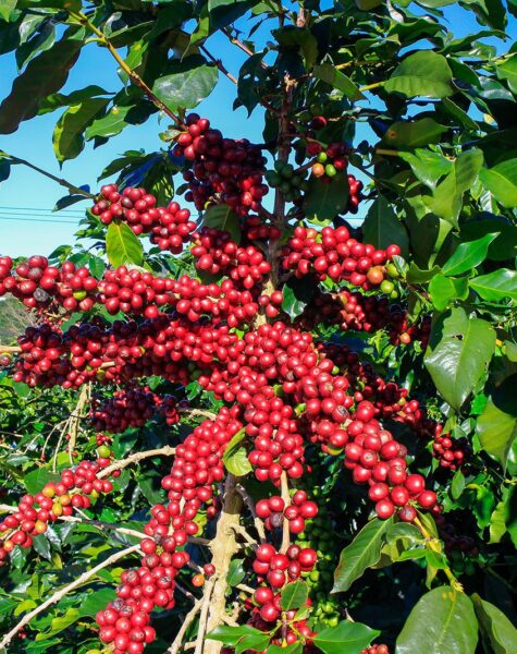 Coffee-Feeding-Greenlife ACCAAVO Coffee-Feeding-Greenlife ACCAAVO